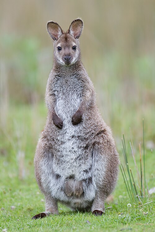 Macropus rufogriseus